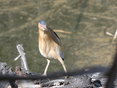 Ixobrychus minutus payesii