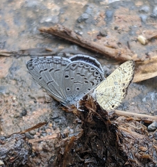 Celastrina lavendularis