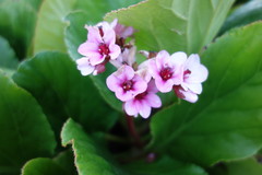 Bergenia