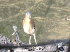 Ixobrychus minutus payesii