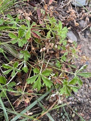 Potentilla