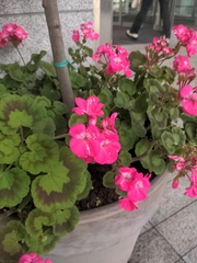 Geranium