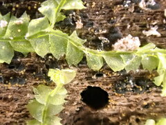 Lophocolea heterophylla