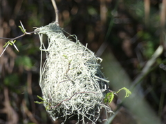 Ploceus velatus caurinus