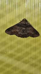 Pericyma cruegeri