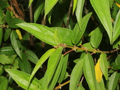 Boehmeria densiflora