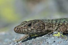 Archaeolacerta bedriagae