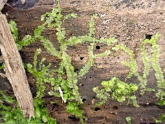 Lophocolea heterophylla