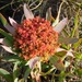 Protea witches broom phytoplasma - Photo Δεν διατηρούνται δικαιώματα, uploaded by Klaus Wehrlin