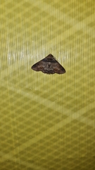 Pericyma cruegeri