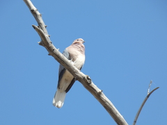 Streptopelia senegalensis senegalensis
