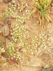 Adenogramma glomerata