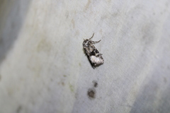 Lacinipolia olivacea