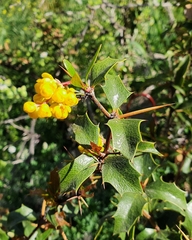 Berberis chilensis