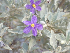Solanum burchellii