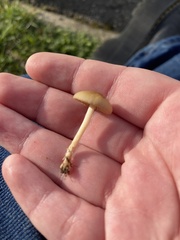 Agrocybe pediades