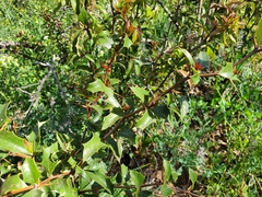 Berberis chilensis