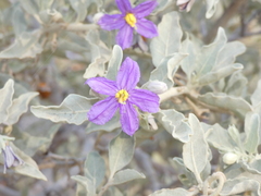 Solanum burchellii