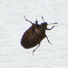 Amaurochrous cinctipes