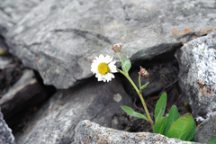 Aster takasagomontanus