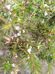 Muraltia ericifolia