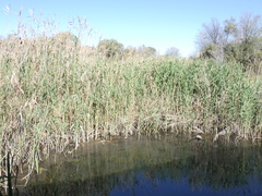 Procavia capensis capensis