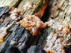 Phlebia radiata