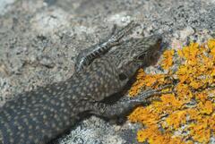 Archaeolacerta bedriagae