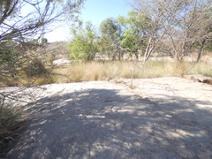 Diospyros lycioides lycioides