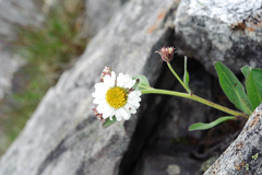 Aster takasagomontanus