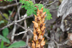 Xylanche himalaica