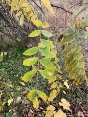 Juglans