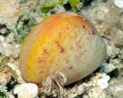 Acrosterigma transcendens