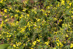 Lasiosiphon triplinervis