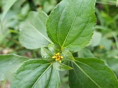 Synedrella nodiflora
