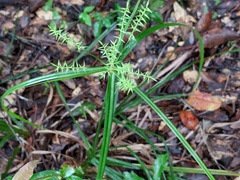 Cyperus tetragonus