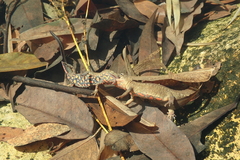 Paramesotriton hongkongensis