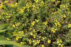 Lasiosiphon triplinervis