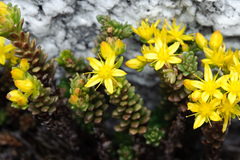 Sedum morrisonense