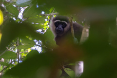 Hylobates albibarbis