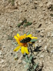 Acmaeodera flavopicta