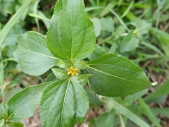 Synedrella nodiflora
