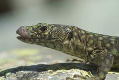 Archaeolacerta bedriagae