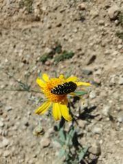 Acmaeodera flavopicta