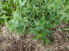 Synedrella nodiflora