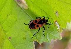 Pyrrhocoris apterus