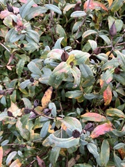 Hypericum prolificum