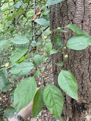 Aronia arbutifolia