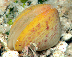 Acrosterigma transcendens