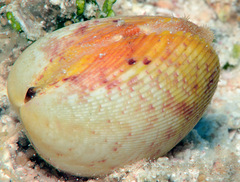 Acrosterigma transcendens